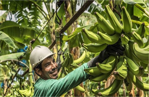 campecino transportando banano