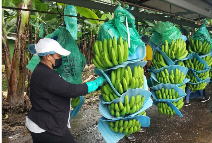 desfloración del plátano