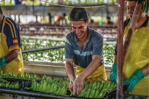 operario lavando guineo