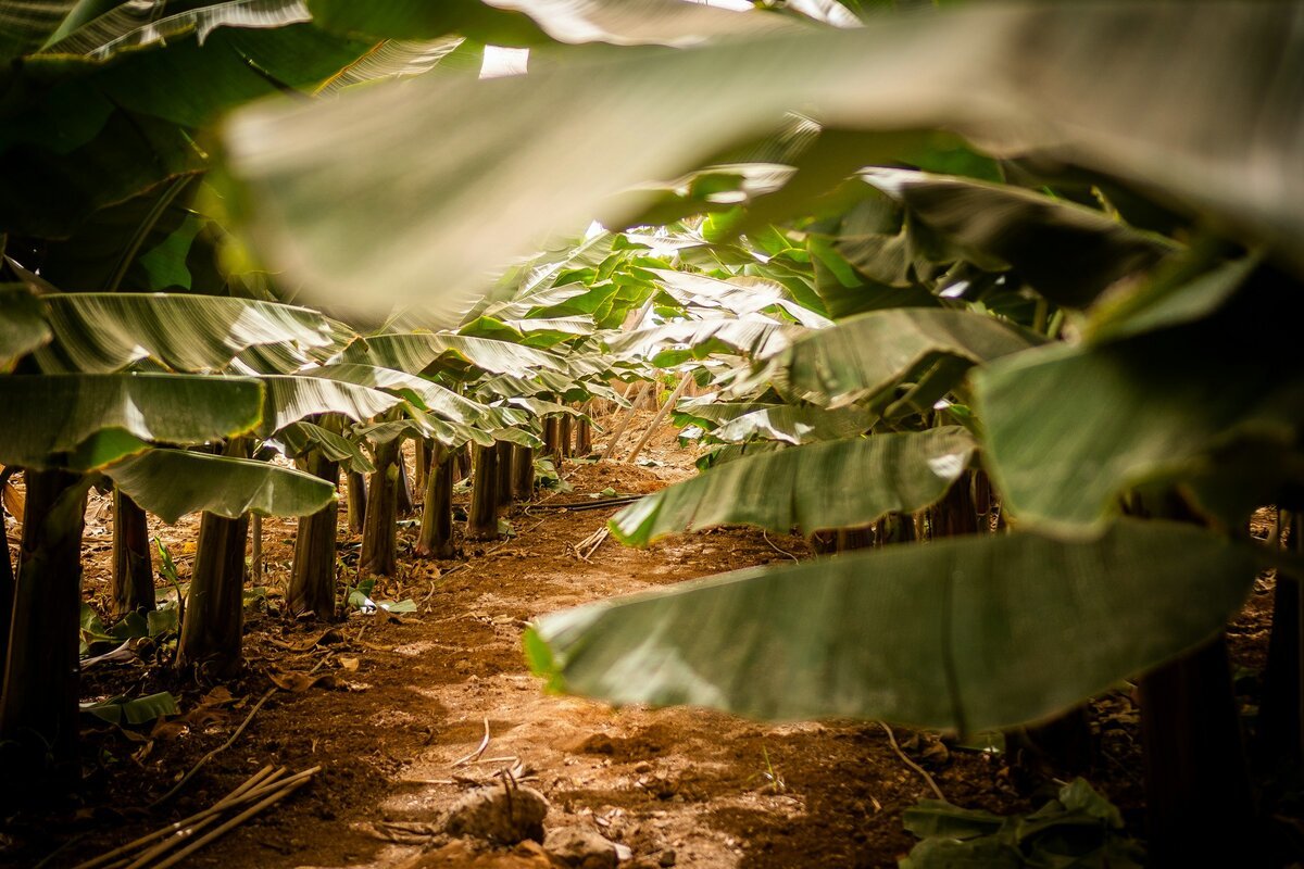 Plantación de banano atardecer