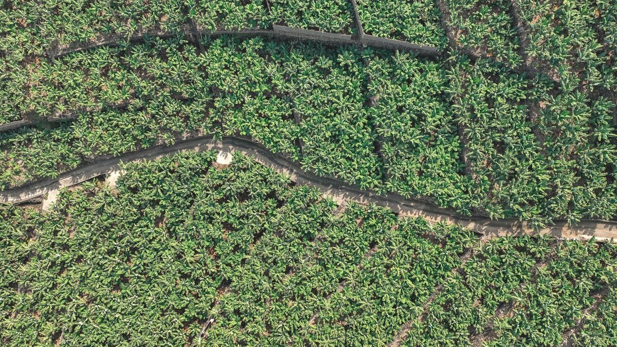 Plantación de banano