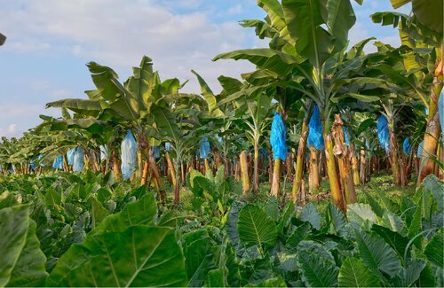 plantacion plátano